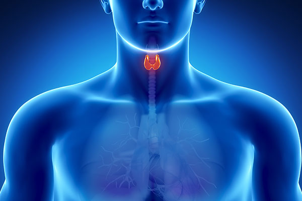 Thyroid Disorders Asheville